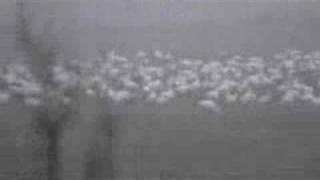 preview picture of video 'Geese Flock near the Cache River'
