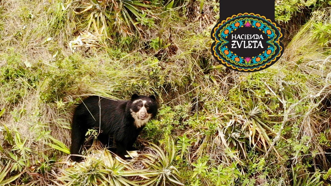 Andes brilbeer in Ecuador