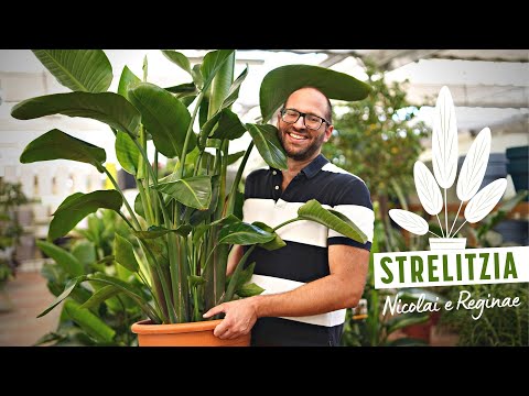 Strelitzia Nicolai e Strelitzia Reginae: Dove, Quando, Come e Perché Coltivarla