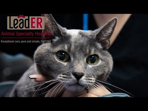 CARLOS CORTESI PRODUCTIONS, LLC video.