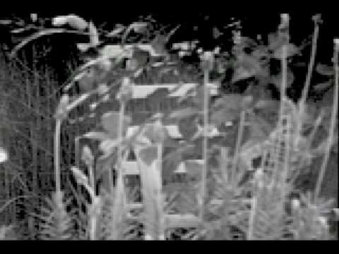 Stegosaurus Rex - Undeniable