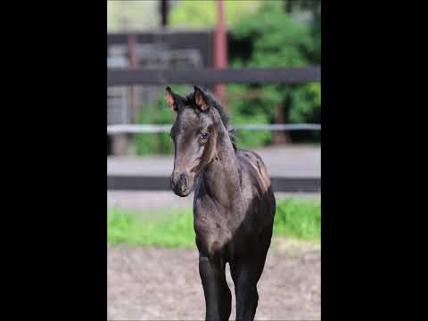 Stutfohlen/ Filly Fürst Belissaro - Fürst Nymphenburg geb. 2021 for sale - zu verkaufen