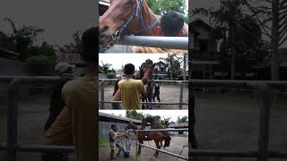 Download lagu BEST HORSE MARRY mp3 Download lagu BEST HORSE MARRY mp3