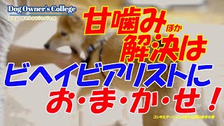 【甘噛み問題、散歩問題】☆犬のしつけの決定版。ドッグビヘイビアリストのコンサル風景をご紹介。を解決 実践編です