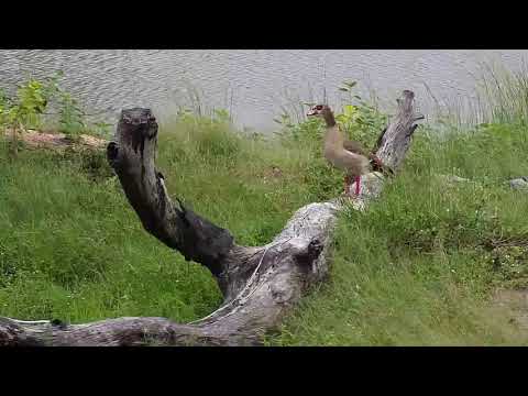 Djuma: Egyptian Geese fussing again - 07:56 - 01/07/21