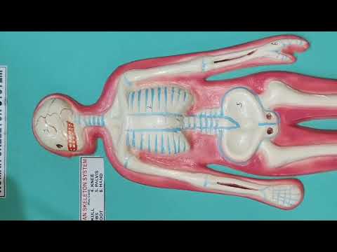 Human Skeleton System