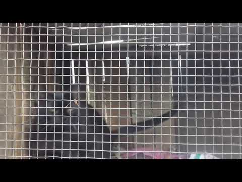 Trained amerikan cat in shaji pappan house