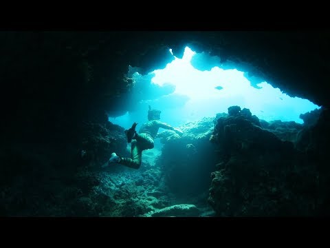 Swimming with Sea Turtles in Hawaii! (Sharks Spotted) Video