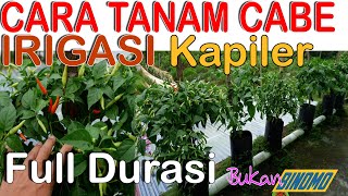 Download lagu TUTORIAL ON HOW TO PLANT CHILIS USING THE CAPILLARY IRRIGATION SYSTEM FROM THE BEGINNING TO HARVEST mp3 Download lagu TUTORIAL ON HOW TO PLANT CHILIS USING THE CAPILLARY IRRIGATION SYSTEM FROM THE BEGINNING TO HARVEST mp3