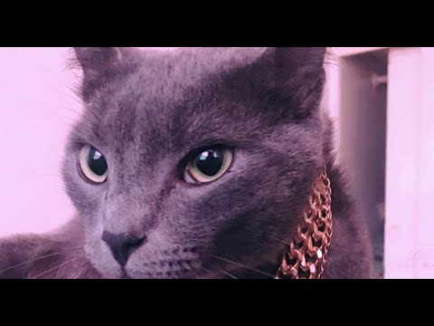 Opaco bandido - El Kalvo (Video oficial)