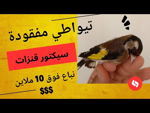 اقوى تغريد مقنين مفقود وصافي لتعليم فراخ الحسون هدية لمحبين الحسون 2025