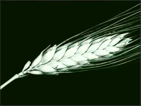 Coro de Câmara de Lisboa - "Não quero que vás á monda" (1998)