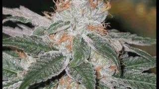 Andre Nickatina &amp; Equipto - Monday Like a Friday