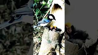 Download lagu Burung GELATIK BATU meloloh anaknya #shorts mp3 Download lagu Burung GELATIK BATU meloloh anaknya #shorts mp3