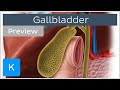 Anatomy of the gallbladder in situ (preview) - Human Anatomy | Kenhub