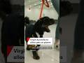 Virgin Australia to allow pets on selected flights