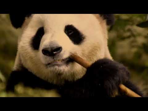 Taj-He-Spitz - Bear (p. Epik The Dawn)