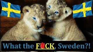 What the F*CK Sweden?! | Cory McCarthy