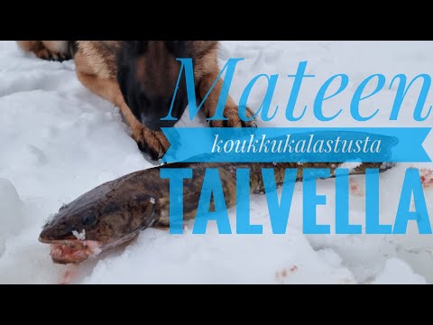 Mateen koukkukalastusta talvella