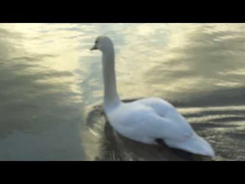 43-One minute of videoart every day - Marcher avec le cygne (Canal de la Marne, Nancy)