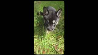 Video preview image #1 Australian Shepherd-Chihuahua Mix Puppy For Sale in Virginia Beach, VA, USA