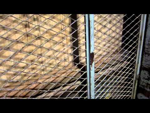 Vintage Otis Traction Freight Elevator at Jax Building