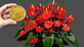 Just 1 spoonful will make any plant burst into bloom all year round