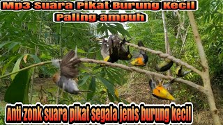 Download lagu suAra pikAt buRung seGala jeNis buRUng kEcil teraMpuH manTab sekaLi mp3