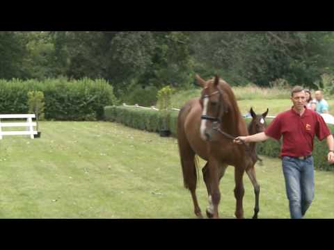 SF *22.06.2016 Cornet Obolensky/ For Pleasure Stute: For Libra