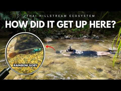 Thailand’s Rarest Goby? Hill Streams & Waterfalls | Exploring Southern Thailand EP2
