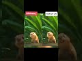 Hi my name is Clara the capybara! #rio #tiktoktrend