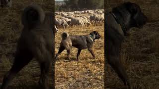 Live Stock Guard Dog Kangal Shepherd 👿 #shorts #dog #dogs
