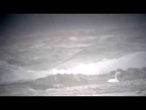 Kyhmyjoutsenia, Kristiinankaupunki, Skatan, 2.10.2015