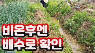 [농사기초] 비온후엔 밭에 나가서 배수 상태를 확인하세요.