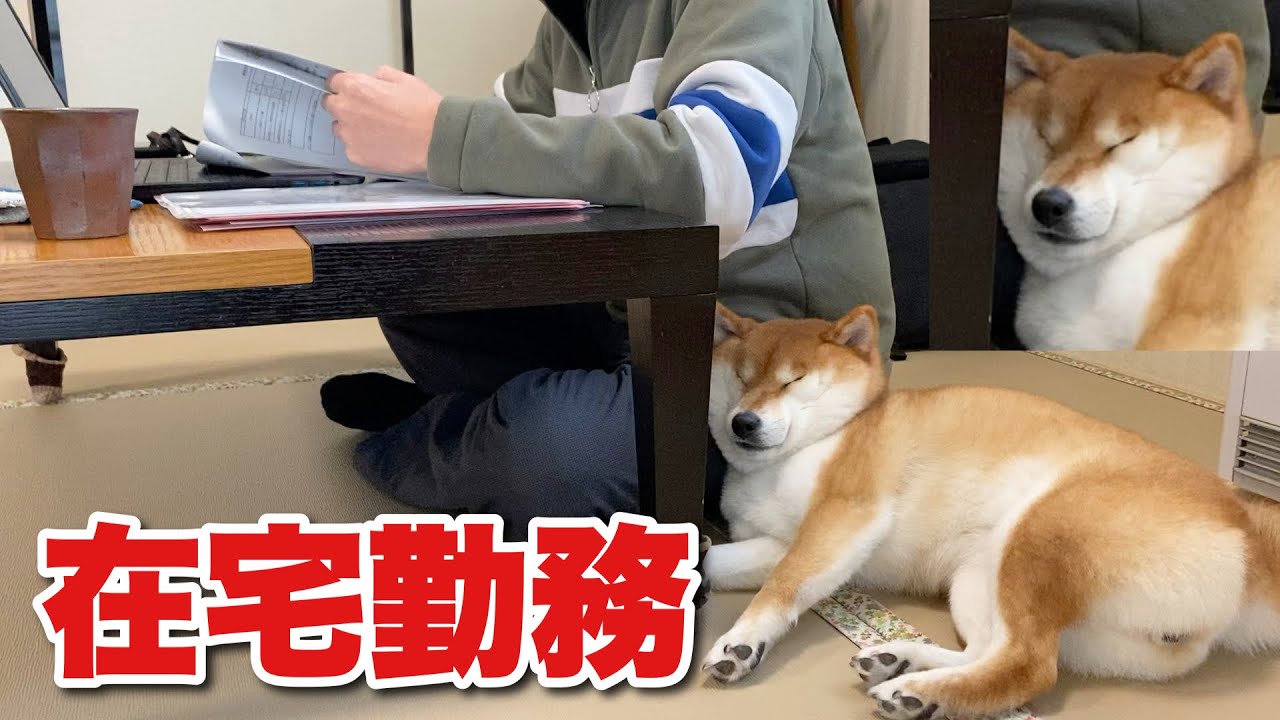 【柴犬】お父さんの在宅勤務が嬉しくていつも以上に甘えん坊になる犬。