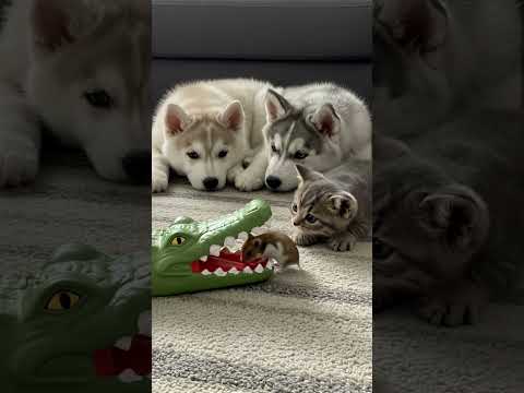 Hamster : "Je m'en occupe, les gars".