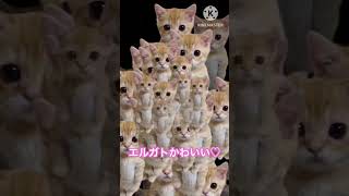 #エルガト　#猫　#猫ミーム　#かわいい　#素材　#あしるママチャンネル