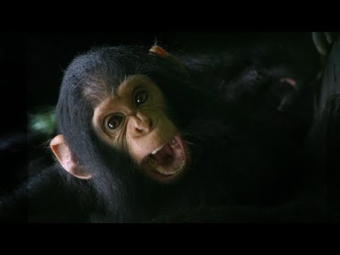 This Doctor Might Have Decoded the Language of Great Apes