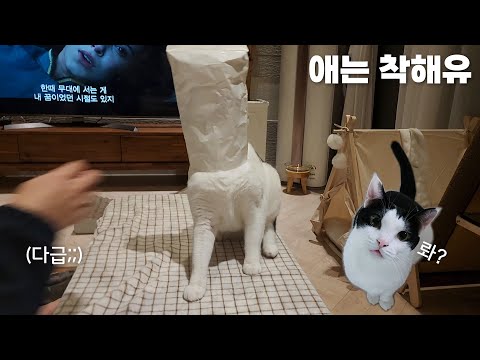 엄마의 간식을 탐내던 고양이가 그만..