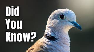 7 Collared Dove Facts that most people don't know!