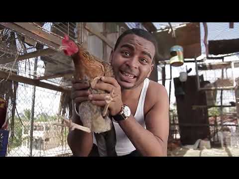 Nfasis - Gallina y Avetruces (Video oficial)