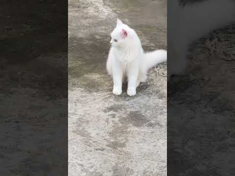 Gulu n Goli -#catvideos