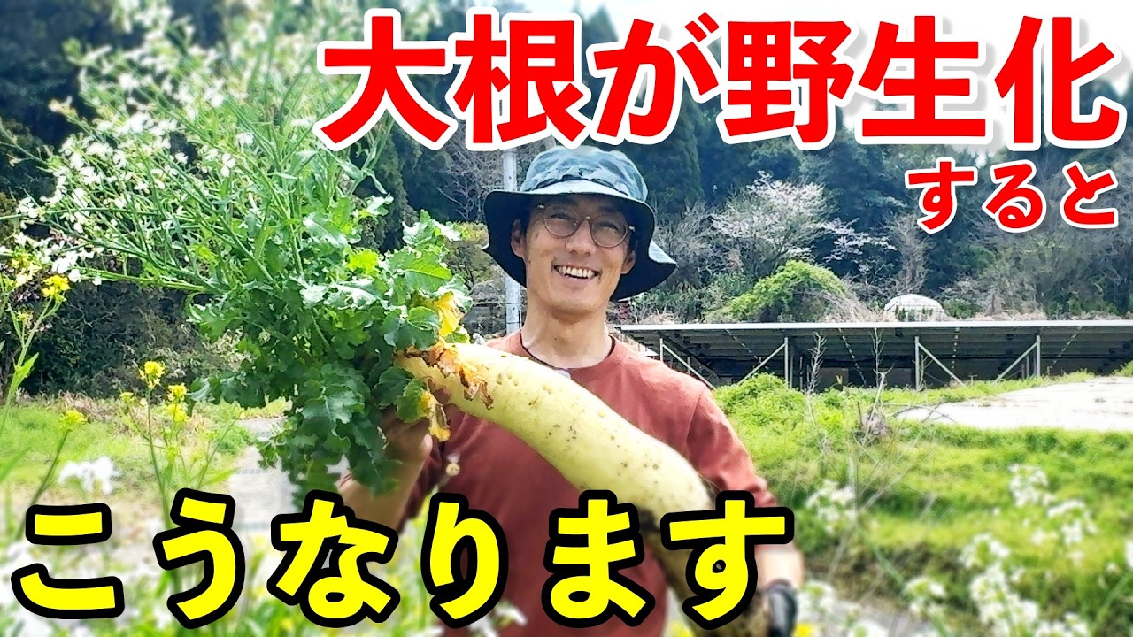 今しか食べられない！家庭菜園だからこそ味わえるこの部分が美味しいです。