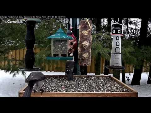 Pair of Gray Jays        Video 2017 01 24 154143