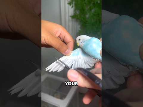 The Hidden Risk of Trimming Parrot Wings 😳