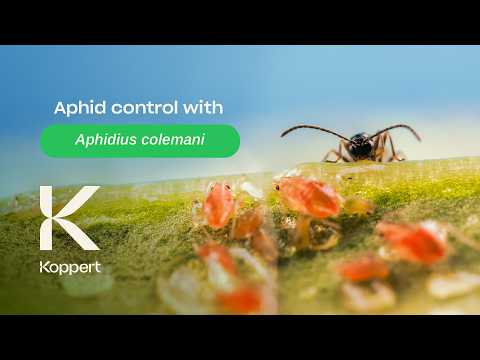 Aphidius colemani (Parasitic Wasp): Biological Control of Aphids