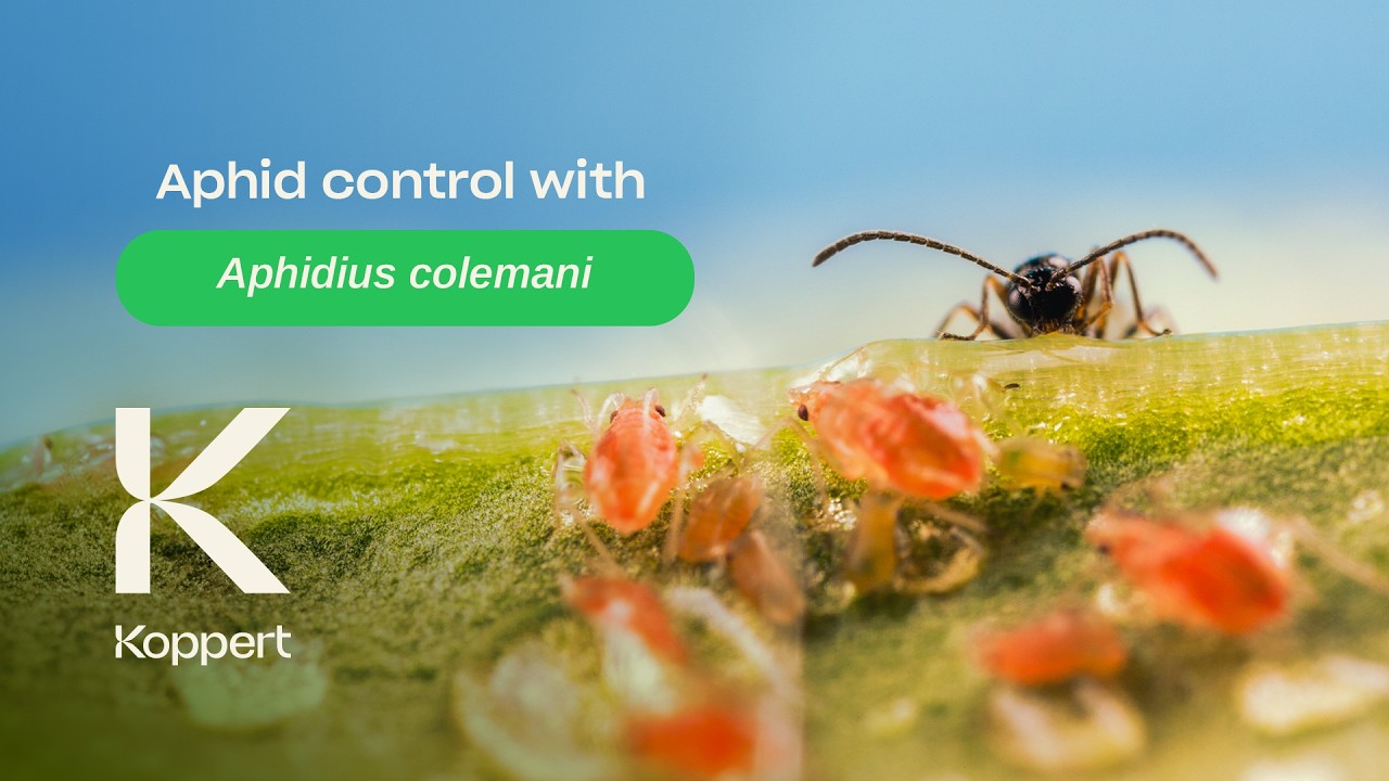 Video preview poster