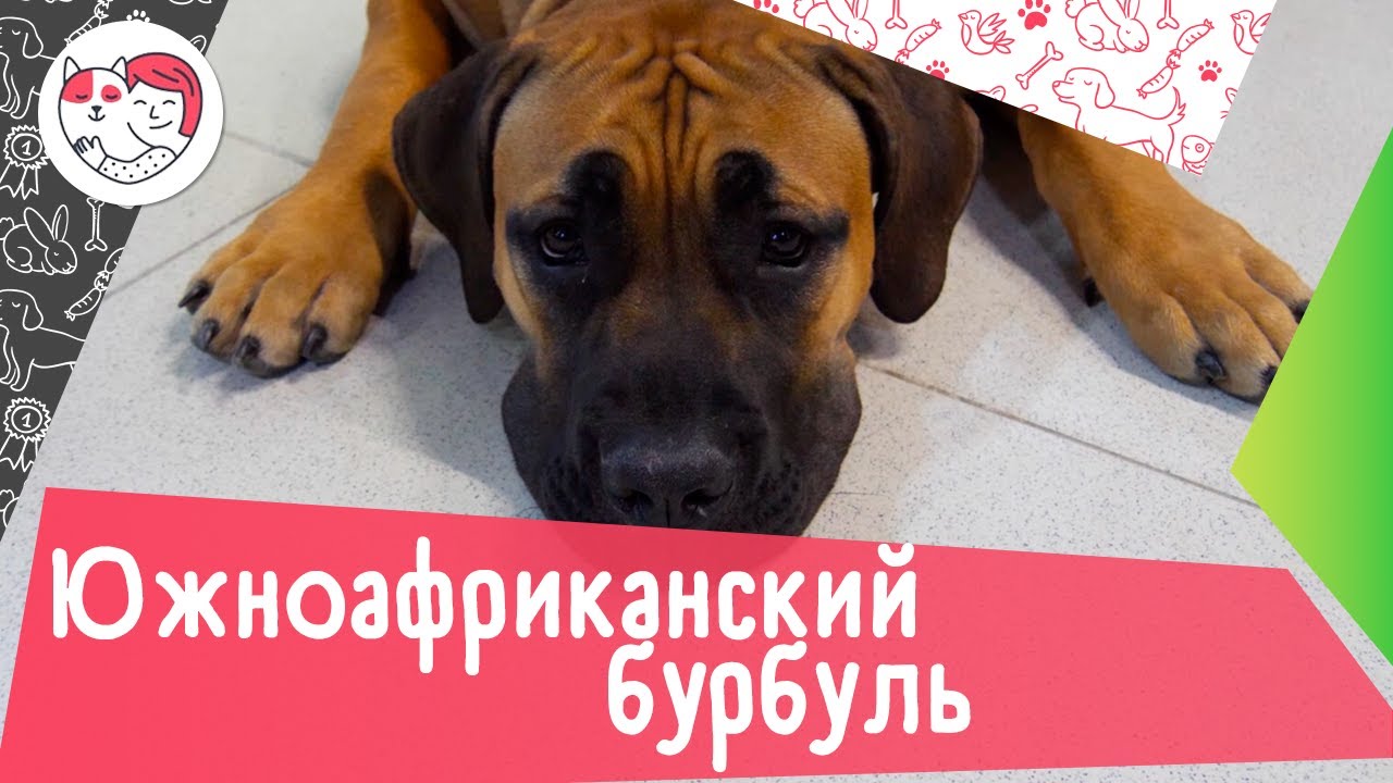 5 интересных фактов про южноафриканского бурбуля