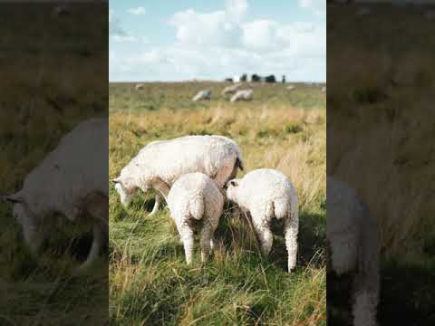 Figo Da Dope - Tenor Sax (Original Mix)