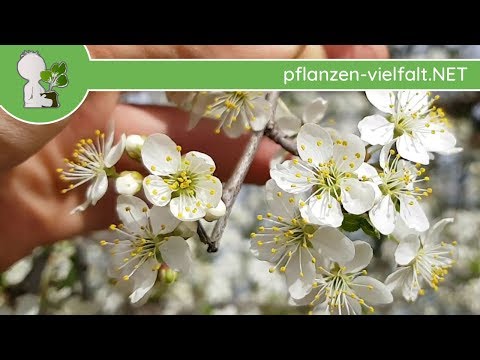 Kirschpflaume - Blüte/Blüten - 09.04.18 (Prunus cerasifera) - Baum-/Strauch-Bestimmung